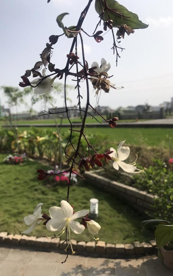 Early Summer Luodong Dış mekan fotoğraf